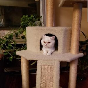 Meet your Posher, Far